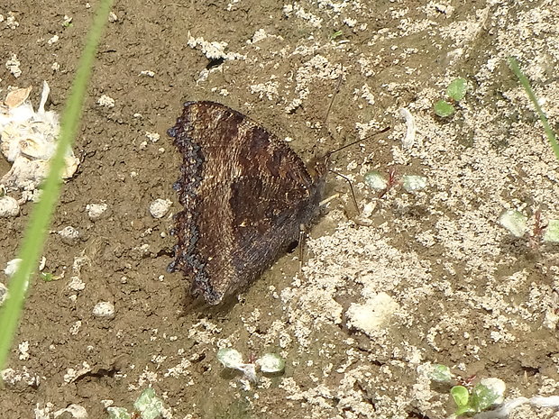 babôčka vŕbová Nymphalis xanthomelas