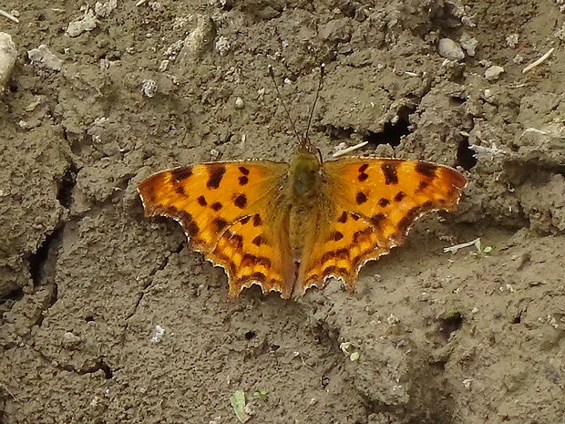 babôčka zubatokrídla Polygonia c-album