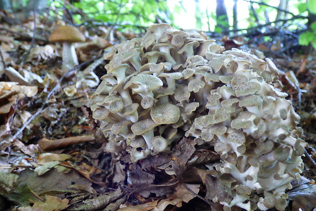 trúdnik klobúčkatý Polyporus umbellatus (Pers.) Fr.