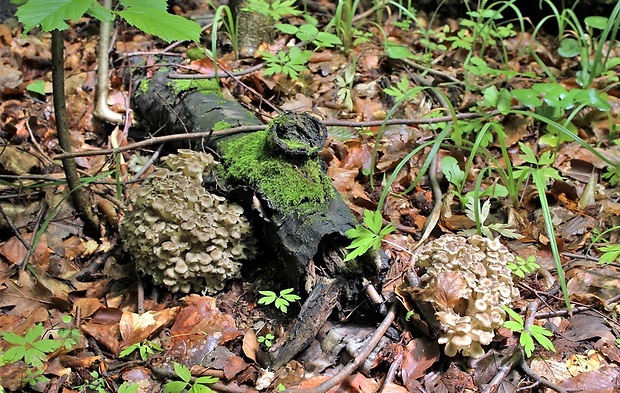 trúdnik klobúčkatý Polyporus umbellatus (Pers.) Fr.