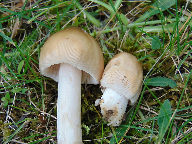 muchotrávka Amanita sp.