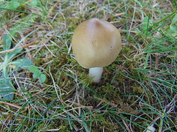 muchotrávka Amanita sp.