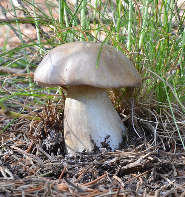 hríb smrekový Boletus edulis Bull.