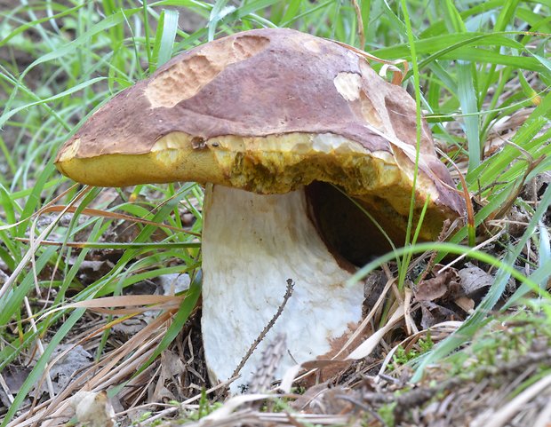 hríb sosnový Boletus pinophilus Pil. et Dermek in Pil.