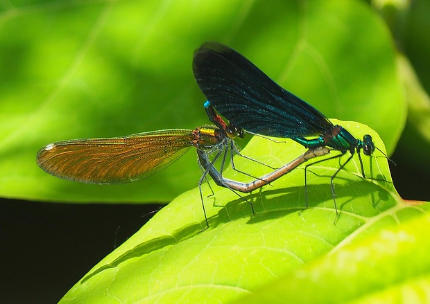 hadovka obyčajná Calopteryx virgo