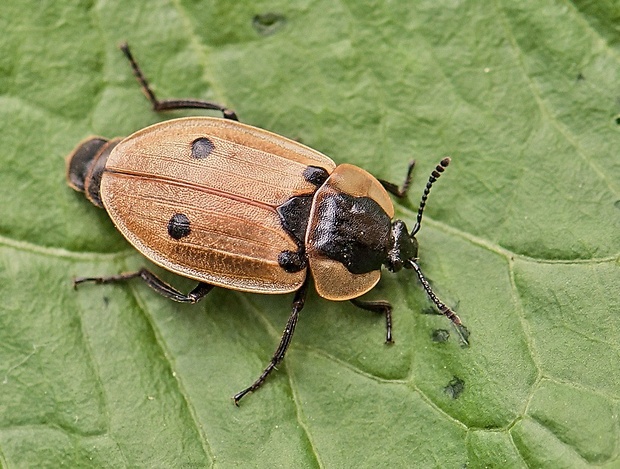 zdochlinár štvorbodkový Dendroxena quadrimaculata