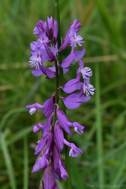 horčinka väčšia Polygala major Jacq.