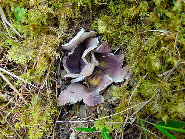 tulipánovka fialová Sarcosphaera coronaria (Jacq.) J. Schröt.