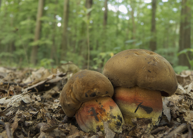 hríb zrnitohlúbikový Sutorius luridiformis (Rostk.) G. Wu & Zhu L. Yang