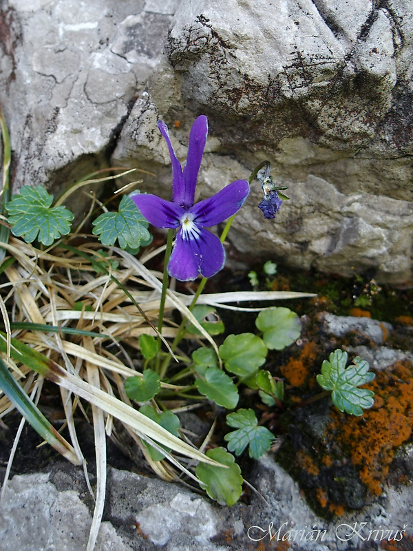 fialka alpínska Viola alpina Jacq.