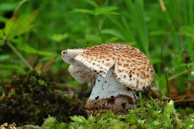 muchotrávka červenkastá Amanita rubescens Pers.