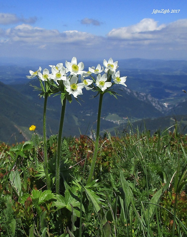 veternica narcisokvetá Anemone narcissiflora L.