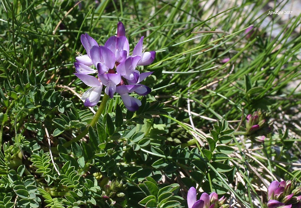 kozinec alpínsky Astragalus alpinus L.