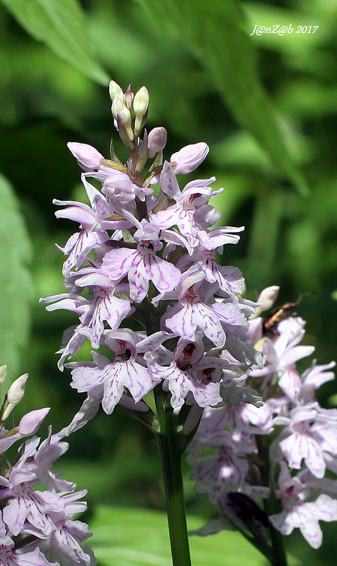 vstavačovec fuchsov pravý Dactylorhiza fuchsii subsp. fuchsii (Druce) Soó