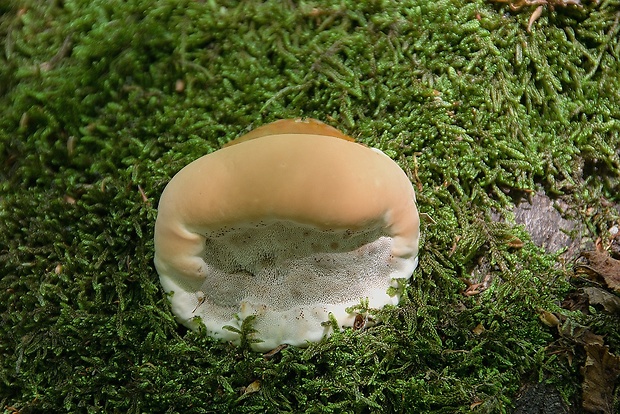 lesklokôrovka živicovitá Ganoderma resinaceum Boud.