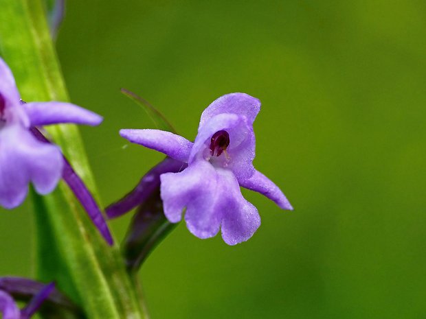 päťprstnica obyčajná Gymnadenia conopsea (L.) R. Br.