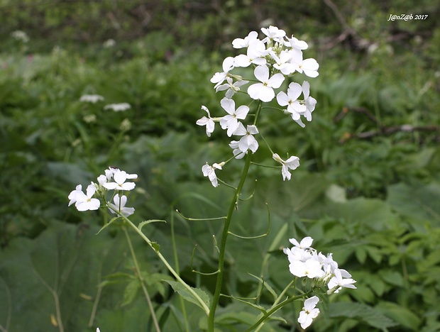 večernica voňavá belostná Hesperis matronalis subsp. candida (Kit. ex Hayek) Thell.