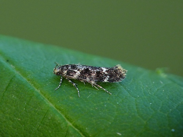 psota Klimeschiopsis kiningerella