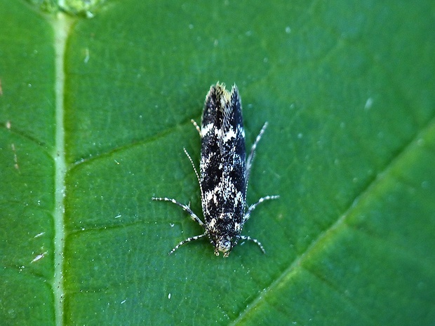 psota Klimeschiopsis kiningerella