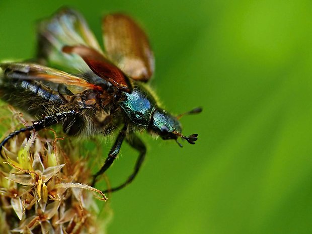 chrústovec záhradný  Phyllopertha horticola