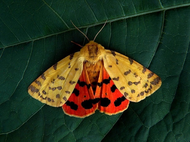 spriadač purpurový (sk) / přástevník angreštový (cz) Rhyparia purpurata Linnaeus, 1758