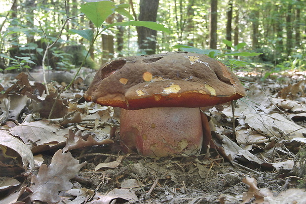 hríb zrnitohlúbikový Sutorius luridiformis (Rostk.) G. Wu & Zhu L. Yang