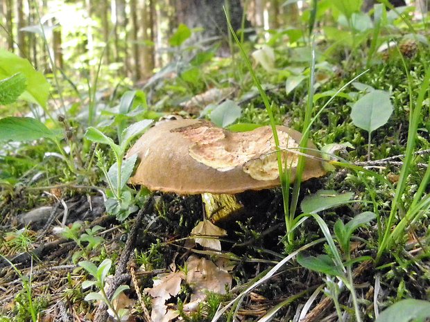 hríb zrnitohlúbikový Sutorius luridiformis (Rostk.) G. Wu & Zhu L. Yang