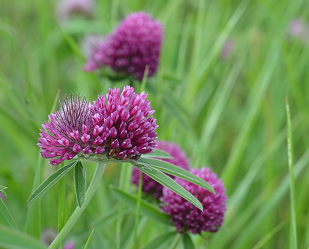 ďatelina alpská Trifolium alpestre L.