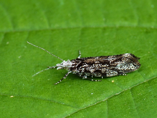 molička lesná Ypsolopha sequella