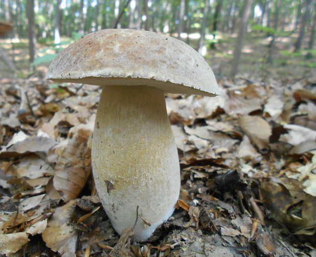 hríb dubový Boletus reticulatus Schaeff.