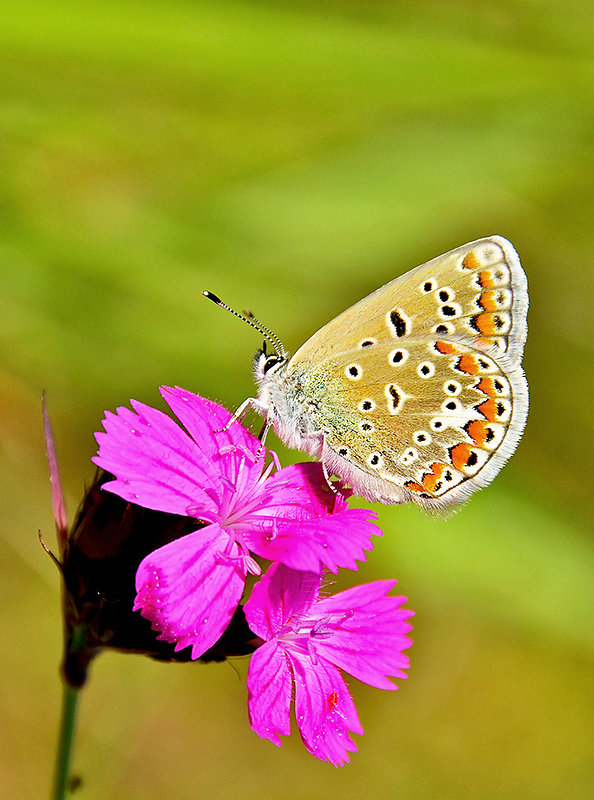 modráčik obyčajný   Polyommatus icarus (Rottemburg, 1775)