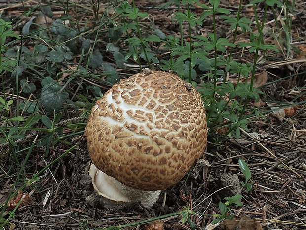 pečiarka obrovská Agaricus augustus Fr.