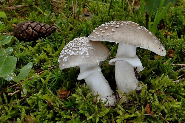 muchotrávka hrubá Amanita excelsa (Fr.) Bertill.