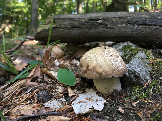 hríb dubový Boletus reticulatus Schaeff.