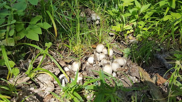 hnojník atramentový Coprinopsis atramentaria (Bull.) Redhead, Vilgalys & Moncalvo