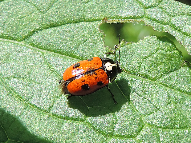 krytohlav (SK aj CZ) Cryptocephalus octopunctatus Scopoli, 1763