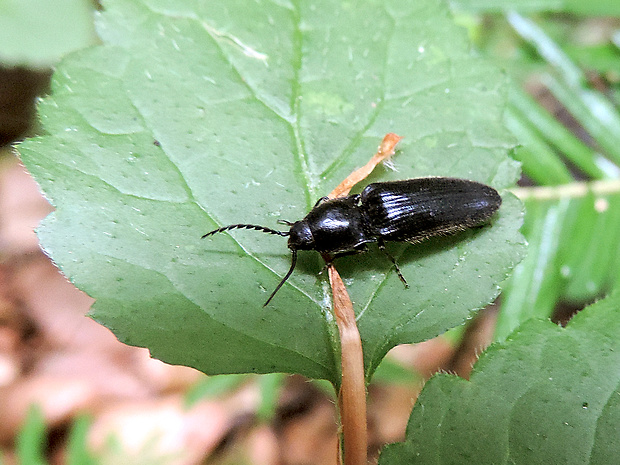 kováčik čierny / kovařík černý Hemicrepidius niger Linnaeus, 1758