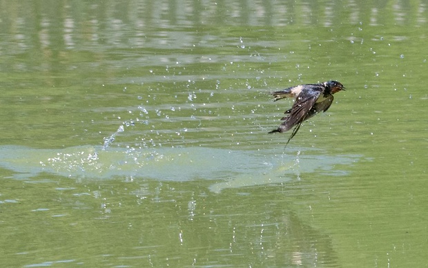 lastovička obyčajná Hirundo rustica