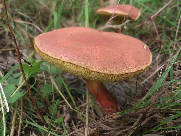 suchohríb karmínový Hortiboletus rubellus (Krombh.) Simonini, Vizzini & Gelardi