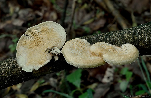 trúdnik veľkopórový Neofavolus alveolaris (DC.) Sotome & T. Hatt.