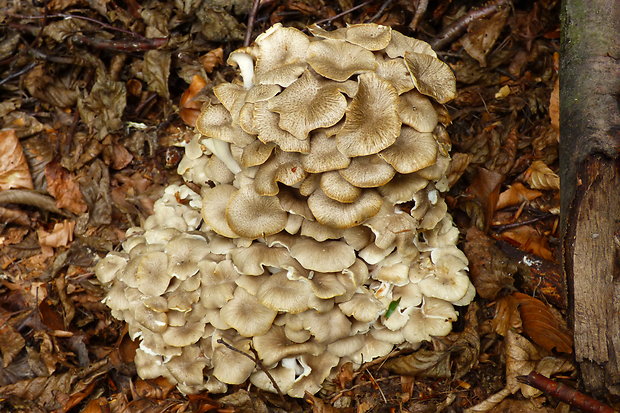 trúdnik klobúčkatý Polyporus umbellatus (Pers.) Fr.