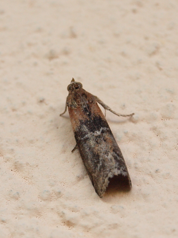 vijačka lindová Sciota adelphella