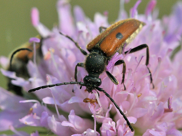 fuzáč Vadonia unipunctata