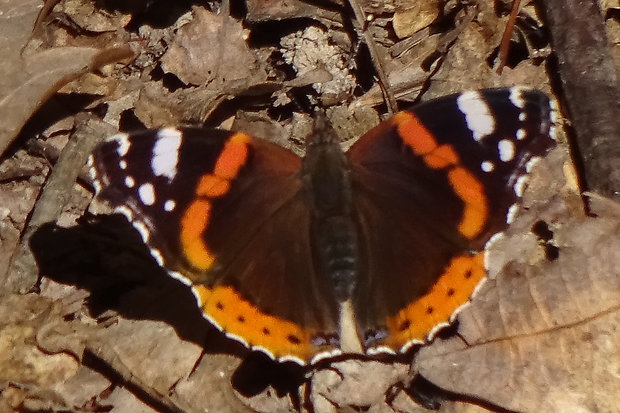 babôčka admirálska Vanessa atalanta