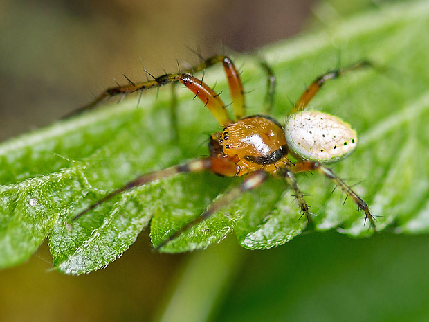 križiak  Araniella opisthographa