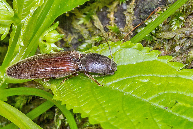 kováčik Athous haemorrhoidalis