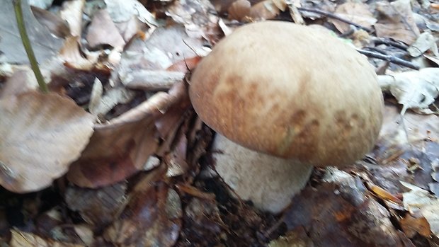 hríb dubový Boletus reticulatus Schaeff.