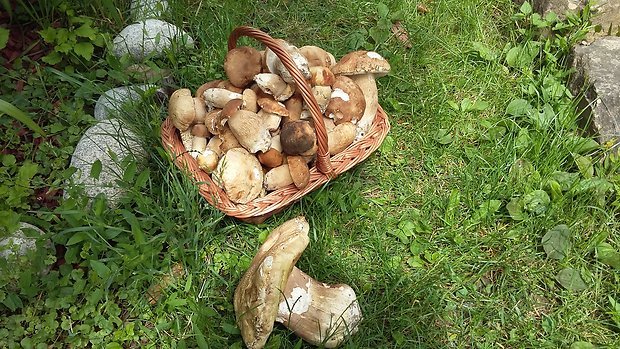 hríb dubový Boletus reticulatus Schaeff.