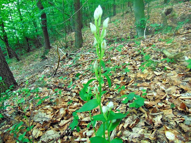 prilbovka biela Cephalanthera damasonium (Mill.) Druce