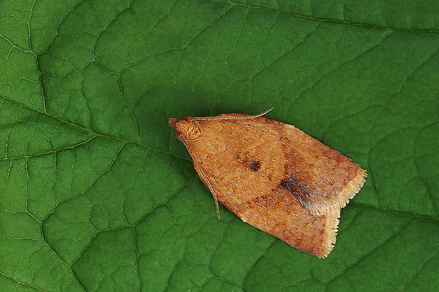 obaľovač okrovočervený Clepsis consimilana